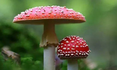 ֯美丽的蘑菇