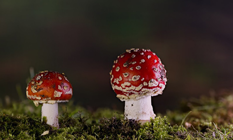 ֯美丽的蘑菇