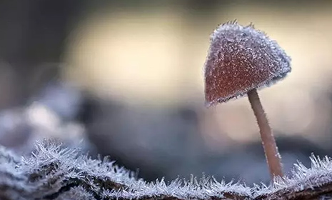֯美丽的蘑菇